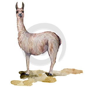 Watercolor card with llama is standing on the ground. Hand painted beautiful illustration with animal isolated on white