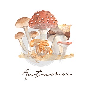 Watercolor card with mushrooms, autumn season, harvest, fly agaric, chanterelles, white mushroom