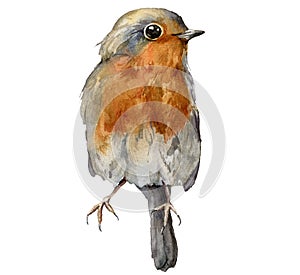 Watercolor card with robin redbreast. Hand painted bird isolated on white background. Wildlife illustration for design