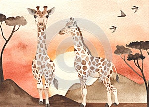 Watercolor card with savanna landscape at sunset and giraffes