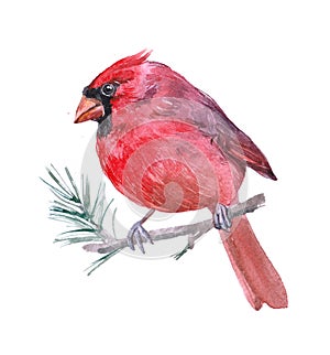 Watercolor cardinal  bird animal photo