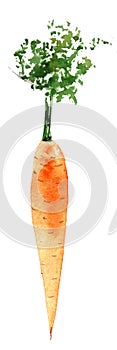 Watercolor carrots. Hand drawn illustration isolated on white background