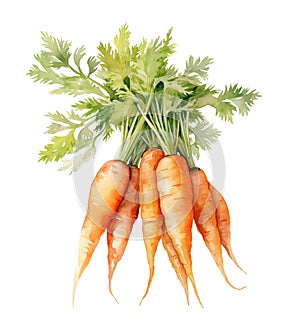 Watercolor carrots with lush tops isolated on white background