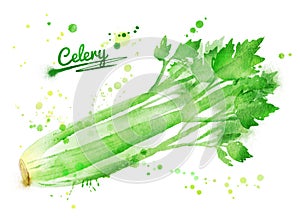 Watercolor celery