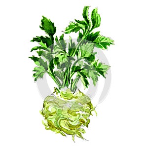 Watercolor celery isolated on white