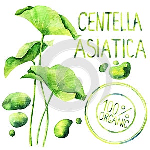 Watercolor centella asiatica