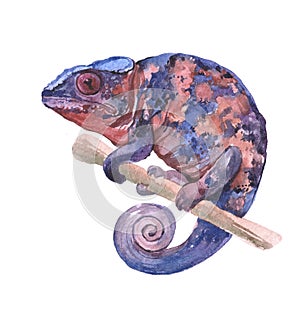 Watercolor chameleon  animal