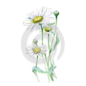 Watercolor Chamomile bouquet