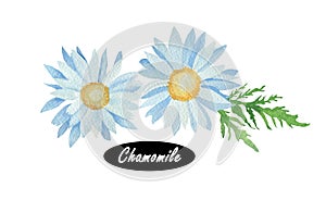 Watercolor Chamomile or camomile