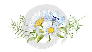 Watercolor chamomile flowers . Decorative element for a greeting card. Watercolor daisy flowers