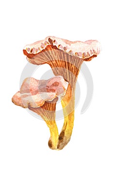 Watercolor chanterelle isolated on a white background