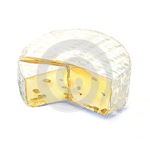 Watercolor cheese brie on a white background