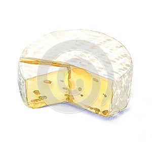 Watercolor cheese brie on a white background photo