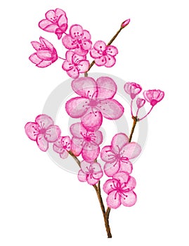 Watercolor Cherry Blossom