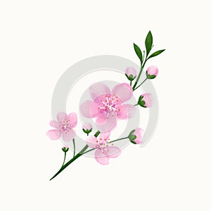 Watercolor cherry blossom branch isolated on light background. Hand drawn vector illustration