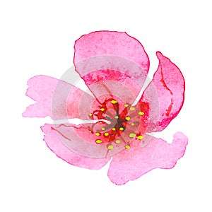Watercolor cherry blossom flower. Sakura beautiful spring floral hand drawn art element. Colorful illustration isolated on white