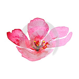 Watercolor cherry blossom flower. Sakura beautiful spring floral hand drawn art element. Colorful illustration isolated on white