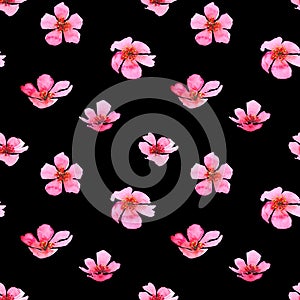 Watercolor cherry blossom flower seamless pattern. Sakura beautiful spring floral template. Colorful illustration on black