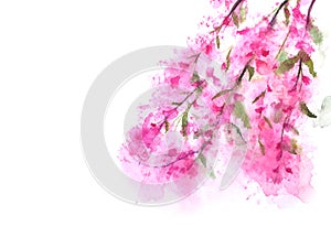 Watercolor cherry blossom or sakura.