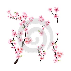 Watercolor cherry blossom vector. Cherry blossom flower blooming vector. Pink sakura flower background. Cherry blossom branch with