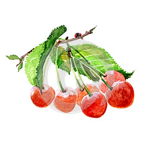 Watercolor cherry branch with cherries isolated