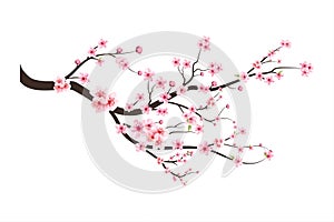 Watercolor cherry bud. Cherry blossom flower blooming vector.  Cherry blossom branch with sakura flower. Sakura on white