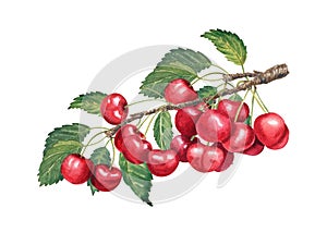 Watercolor cherry hand drawn illustration isolated