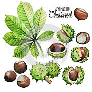 Watercolor chestnut collection