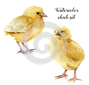 Watercolor chick set. Hand painted young chucken isolated on white background. Cute baby bird illustration for design.