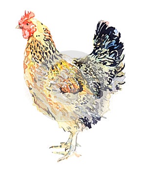 Watercolor chicken, cock, rooster bird isolated