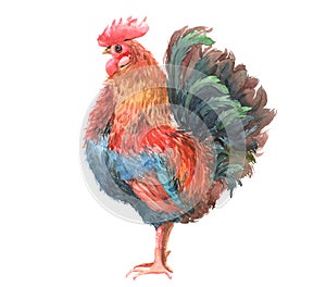 Watercolor chicken, cock, rooster bird isolated