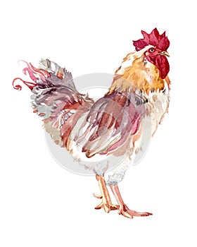 Watercolor chicken, cock, rooster bird isolated