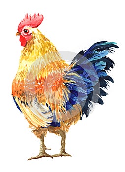 Watercolor chicken, cock, rooster bird isolated