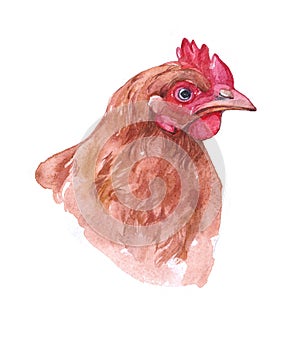 Watercolor chicken, cock, rooster bird isolated