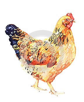 Watercolor chicken, cock, rooster bird isolated photo