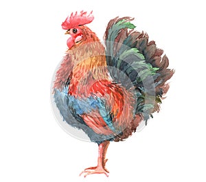 Watercolor chicken, cock, rooster bird isolated photo