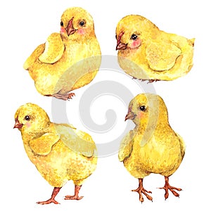 Watercolor chicks isolated on a white background