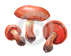 Watercolor chill mushroom  illustration isolated