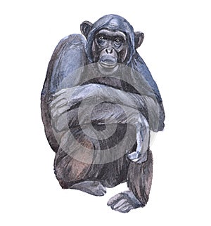 Watercolor chimpanzees animal photo