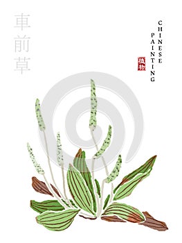 Watercolor Chinese ink paint art illustration nature plant from The Book of Songs Dooryard Weed. Translation for the Chinese word