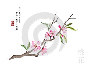 Watercolor Chinese ink paint art illustration nature plant from The Book of Songs peach blossom. Translation for the Chinese word