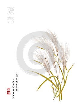 Watercolor Chinese ink paint art illustration nature plant from The Book of Songs reed. Translation for the Chinese word : Plant photo