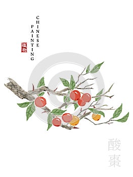 Watercolor Chinese ink paint art illustration nature plant from The Book of Songs Sour Jujube. Translation for the Chinese word :