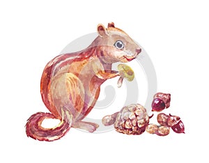 Watercolor chipmunk eats little mushroom and nuts. Cute forest striped squirrel isolated on white