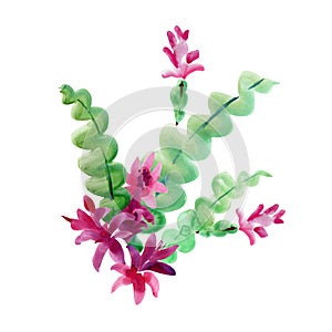 Watercolor Christmas Cactus, Thanksgiving cactus, Blooming Flowers Schlumbergera Isolated on White Background