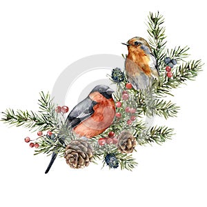 Watercolor Christmas composition of bullfinch, robin and spruce branches. Hand painted holiday card of birds and plants