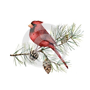 Watercolor Christmas composition with cardinal. Hand painted winter card with bird, fir branch and cones isolated on