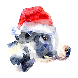 Watercolor Christmas cow portrait illustration. Painted isolated cow with santa hat on white background