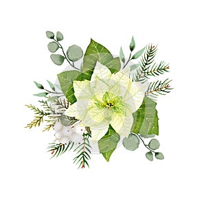 Watercolor christmas flowers arrangement. White poinsettia, branches of spruce and winter greenery for greeting cards and