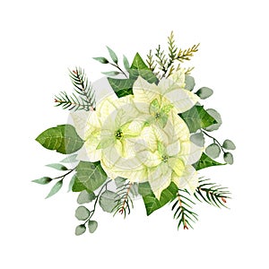 Watercolor christmas flowers arrangement. White poinsettia, branches of spruce and winter greenery for greeting cards and